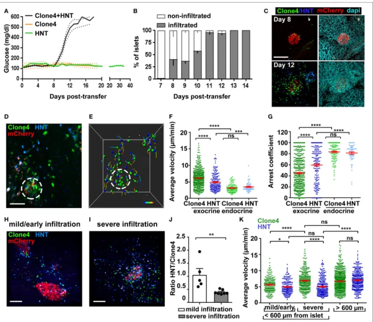 FigUre 1 | Infiltration and in vivo motility of islet antigen-specific CD8 +  and CD4 +  T cells in the pancreas