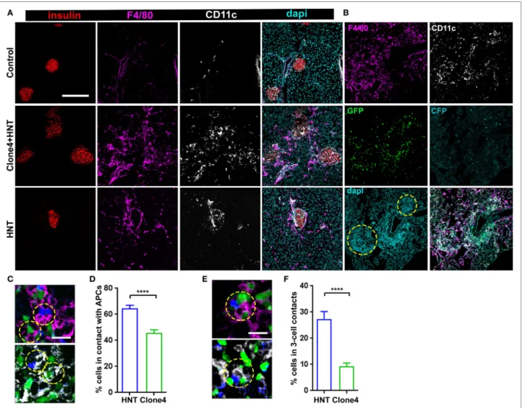 FigUre 2 | Islet antigen-specific CD4 +  T cell arrest correlates with localized recruitment of myeloid cells at infiltration sites
