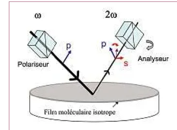 Figure E2 – Mesures de rotation de polarisation en réflexion de second harmonique sur des films moléculaires de collagène I (en haut) et IV (en bas) (excitation : 800 nm).