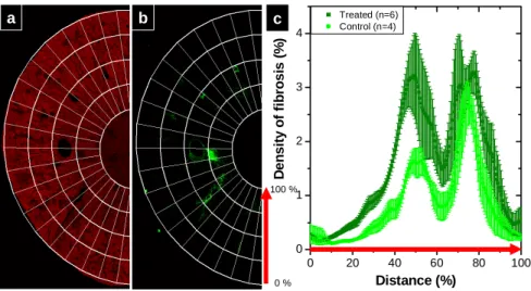 Fig. 6. Morphological segmentation and SHG fibrosis scoring in the renal cortex of control  versus treated mice