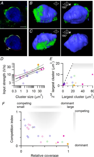 Figure 5. Contact area of perisomatic VGluT clusters correlates with synaptic strength in vivo