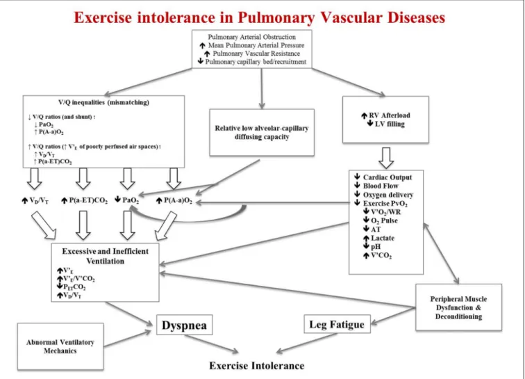 FIGURE 1 | Schematic pathophysiologic pathway leading to exercise intolerance and exertional dyspnea in pulmonary hypertension