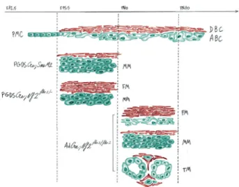 Fig. 4 Illustration of the mouse Grade I skull base meningiomas in relation with the meningeal cell of origin and the mutation of the Smo or Nf2 genes: A restricted developmental temporal and spatial window for Smo activation for meningioma vulnerability i