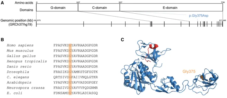 Figure 1. Localization of the identified GPHN mutation (NM_001024218; NP_001019389).