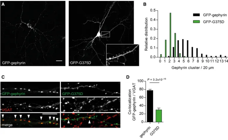 Figure 2 . Expression of WT-gephyrin and gephyrin-G 375 D in primary neurons.
