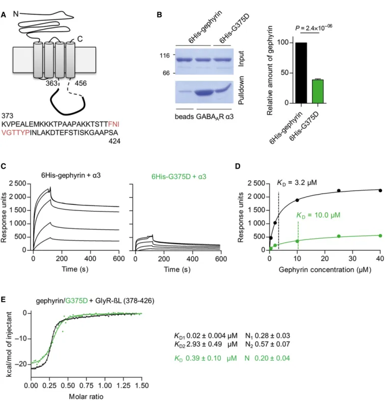 Figure 6. Gephyrin-G375D has a significantly decreased binding affinity toward GlyRs and GABA A Rs.