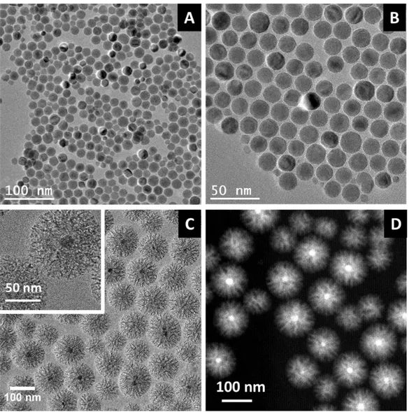 Figure 2. TEM images of 18 nm size IO spherical NPs over (A) a large zone and (B) at a higher  magnification