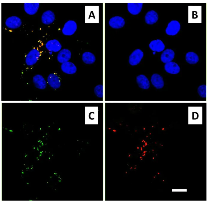 Figure  9.  Confocal  microscopy  images  of  HeLa  cells  exposed  to  25  µg.mL -1   of  the  multimodal  nanocomposites  (IO@STMS@QD@IBAM-HSA FITC   NPs)  during  24h  and  visualized  as  a  merged  image  (A)  with  its  three  constituents:  DAPI  (B