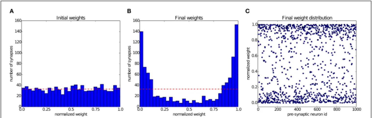 FIGURE 6 | Competition between synapses undergoing STDP: In the experiment introduced by Song et al