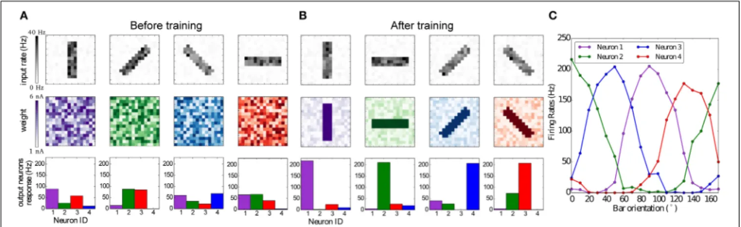 FIGURE 8 | Emergence of orientation selectivity with the BCM learning rule. (A,B): The top row represents the input stimuli bars presented in different orientations, the total firing rate for each stimulus is 1,000 Hz; the middle row shows the weight matri