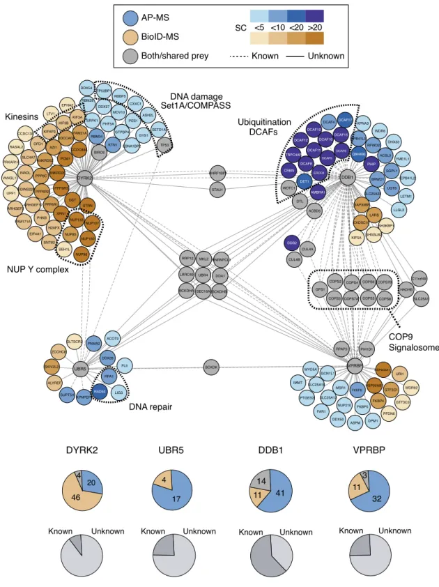 Fig. 2 Comprehensive interaction network of the wild-type Dyrk2 – EDVP complex. Interaction network of the Dyrk2 – EDVP complex