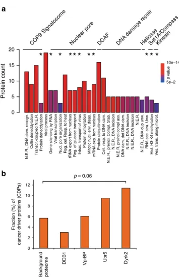 Fig. 3 GO-term analysis of the Dyrk2 – EDVP interaction network. a Biological processes GO terms enriched ( p -value ≤ 0.05) for interactors of the Dyrk2 – EDVP complex