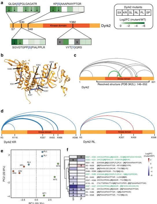 Fig. 5 Differential topological analysis of cancer-related Dyrk2 mutants by cross-linking MS