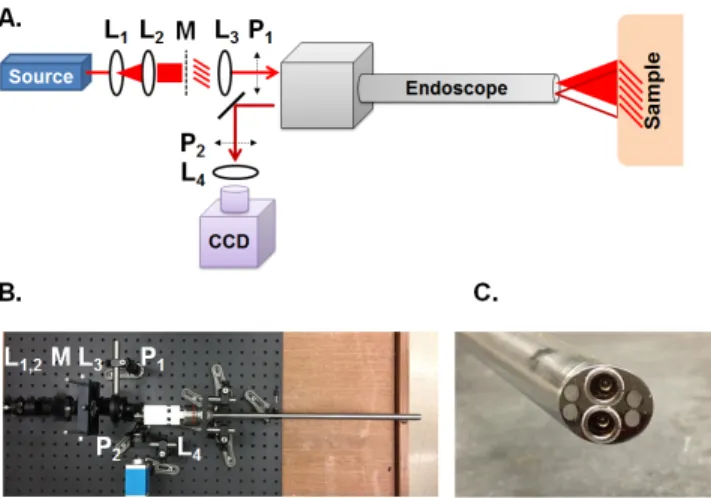 Fig. 2. (a) A schematic of the optical system: a laser source is expanded and collimated by  lenses L 1  and L 2 , passes through a mask of a sinusoid printed onto a transparency and is  collimated by L 3  into the projection channel of the endoscope