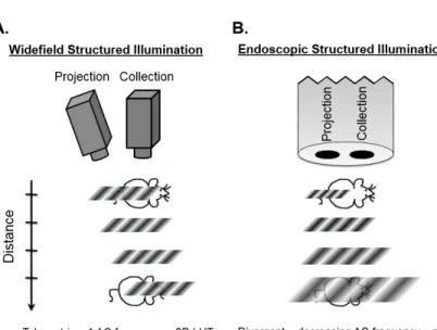 Fig. 3. Schematic demonstrating the projection and collection characteristics (a) a common  widefield setup and (b) our endoscopic system