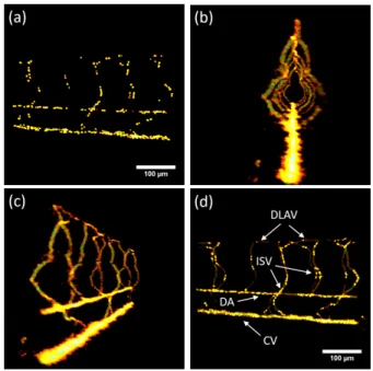 Figure 5: (a) Representation of RBCs considering a single 3D reconstruction at one camera frame