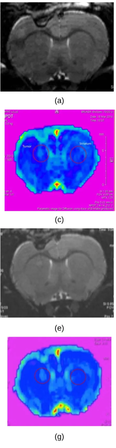 Figure 3: Pre- and postoperative MRI examination of rat #14, which belonged to the sham group