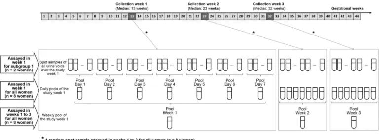 Figure 1. Urine collection, pooling procedure, and biomarker assays in all the study population ( N = 8 women) and in the nested subgroup 1 ( N = 2 women).