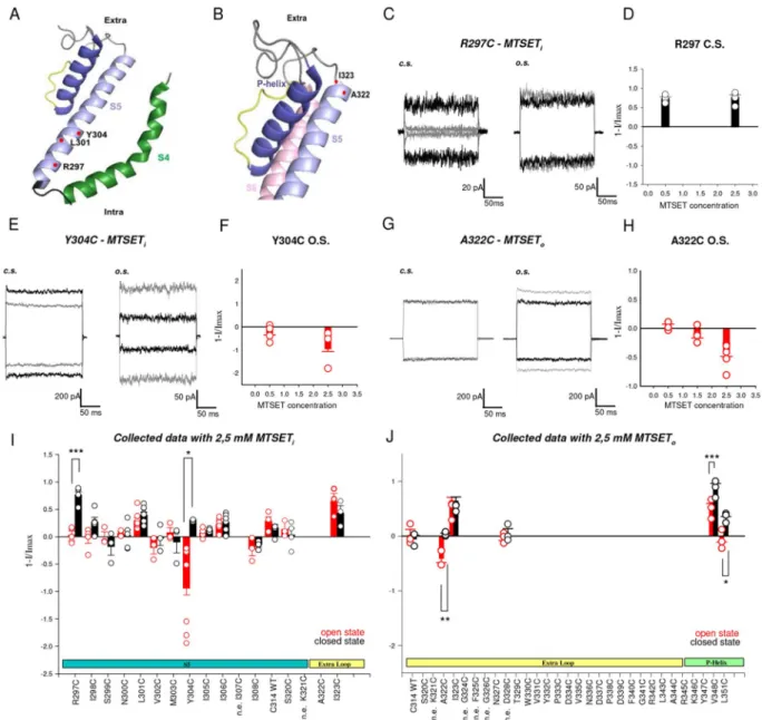 Figure 4.  Cysteine scanning mutagenesis shows a state dependent accessibility of S5. (A) Mapping CNGA1  residues on TAX-4 structure (PDB ID: 5H3O) shows the location of key residues in the intracellular portion  of S5