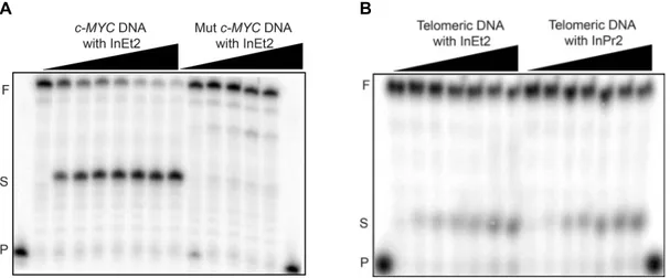 Figure 6. Denaturing PAGE (15%, 7 M urea) for the Taq DNA polymerase stop assay in the presence  of  the  c-MYC,  mutated  c-MYC  and  the  telomeric  DNA  with  increasing  ligand  concentration