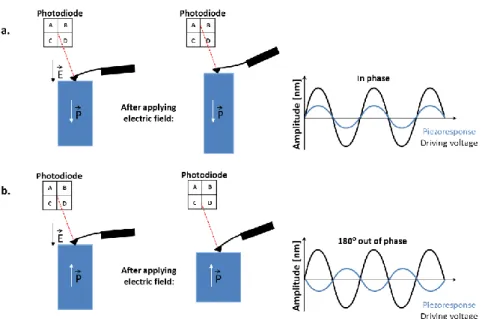 Figure II.7  Schematic of piezoelectric behavior under electric field. a. Piezoelectric domains with  polarization parallel to the electric field cause the expansion of the material and a  piezoresponse with 0-degree phase deviation with the driving voltag