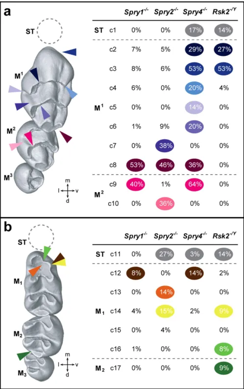 Figure 2.  Dental character matrix. (a) Upper dental row character matrix (c2–10); (b) Lower dental row  character matrix (c11–17)