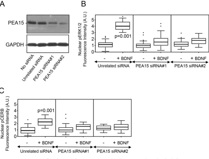 Figure 6.  Effect of PEA15 silencing on BDNF-induced increases in the nuclear level of p-ERK1/2  and p-CREB