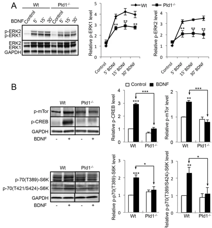 Figure 2.  PLD1 is involved in different signalling pathway triggered by BDNF in cultured cortical  neurons