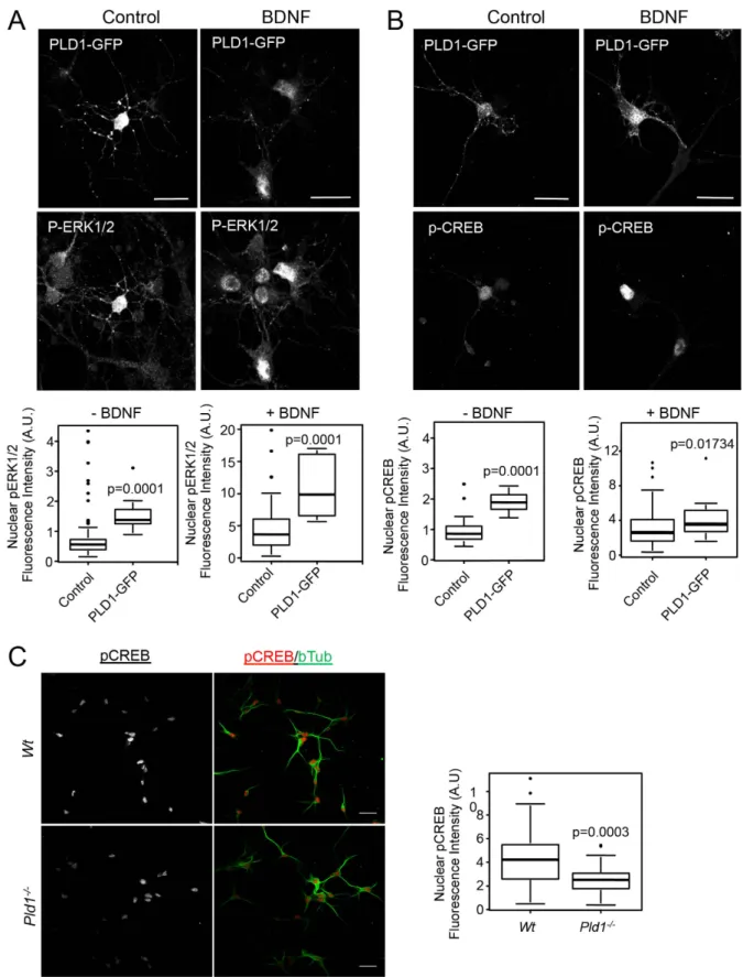 Figure 3.  PLD1 regulates the nuclear level of p-ERK1/2 and p-CREB. 2 DIV WT cortical neurons were  transfected with PLD1-GFP and after 24 hours treated for 15 minutes with 100 ng/mL of BDNF