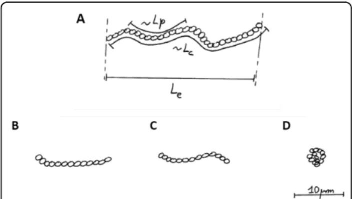 Figure 2 The Worm-Like-Chain model. (A) A polymer is viewed as a chain of colloids; Lp, persistence length, Lc, contour lengths, Le, end-to-end distance
