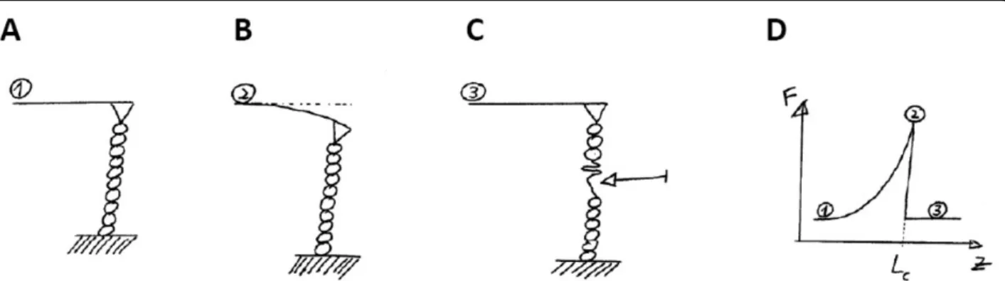 Figure 3 Force spectroscopy of a single polymer by Atomic Force Microscopy. (A) The polymer ends are grafted to a surface and to the cantilever; (B) the surface is lowered thereby causing the bending of the cantilever; (C) A domain (shown by the arrow) is 