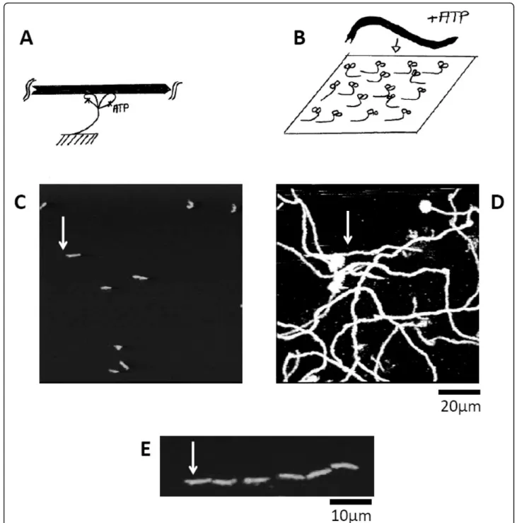 Figure 4 Motility assays experiments with molecular motors. (A) Myosin is shown with two globular heads, which can hydrolyze ATP; it binds actin filament (black filament); (B) In a motility assay experiment, myosin molecules are grafted on a surface; in th