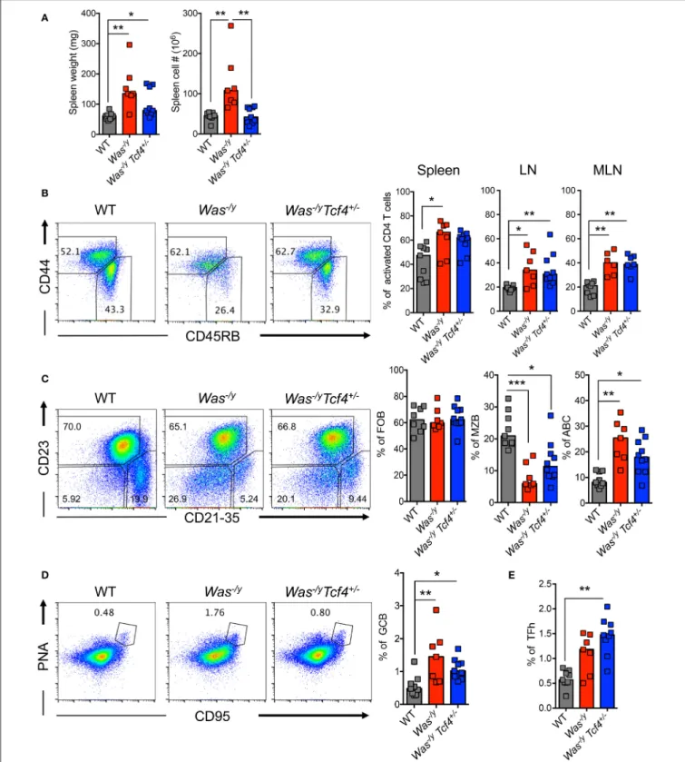 FIGURE 2 | No change in overall immune activation upon Tcf4 haplodeficiency in Was-deficient mice