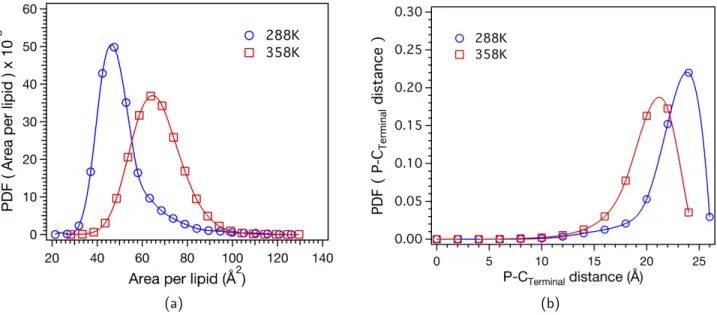 FIG. S5. Distributions of the area per lipid (Left) and the average elongation between phosphorus and sn1 terminal carbon atoms (Right) from lipids conformations at 288 and 358 K.