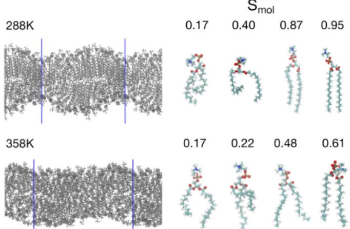 FIG. 1. Snapshots of a DPPC bilayer simulated at (top-left) 288 K and at (bottom-left) 358 K, respectively below and above the experimental T m of the lipid
