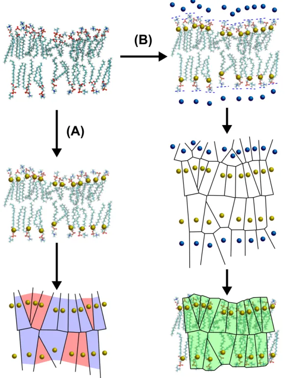 FIG. S1. Comparison of 3-dimensional Voronoi tessellations of a lipid bilayer configuration (A) without and (B) with ghost lipids