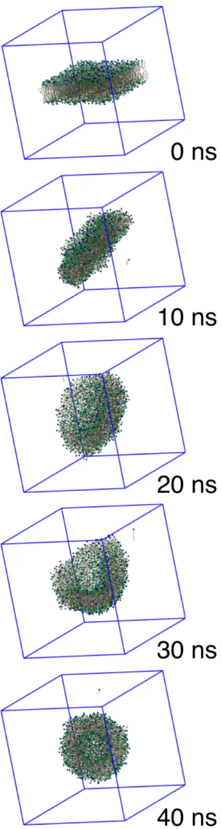 FIG. 3. Spontaneous formation of a small unilamellar vesicle from a C 16:18 OH:CTAC (4:1) fatty alcool-surfactant mixture at 333 K.