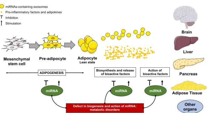Figure 1. The functions of micro RNAs (miRNAs) in the adipose tissue development and functions