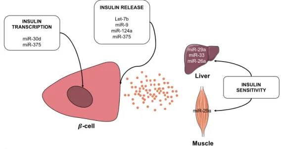 Figure 2. The miRNAs in the biosynthesis and effect of insulin. Several miRNAs are involved in the  transcription and the release of insulin, as well as sensitivity to insulin in the liver and skeletal muscle