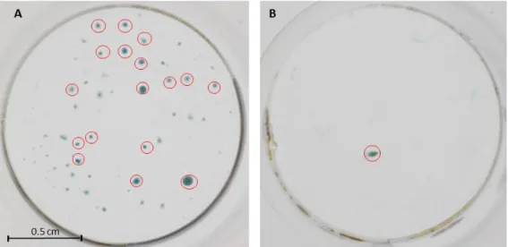 Figure 1. Macroscopic aspect of chondrocytes micromass obtained from adipose-derived stem cells  (ADSCs) derived microfat-PRP in the presence of chondrogenic differentiation media (A) or control  media (B)