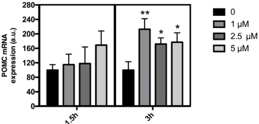 Figure 1. Effect of leptin on pro-opiomelanocortin (POMC) mRNA levels in the mHypoA-POMC/GFP  cell line