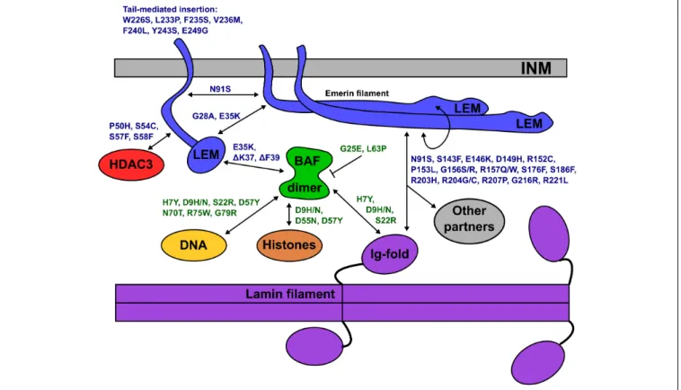 FIGURE 6 | Schematic depiction of the inner nuclear membrane (INM) showing emerin, BANF1, an A-type lamin filament and selected partners (HDAC3, DNA, histones)