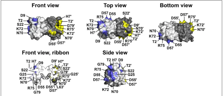 FIGURE 1 | Wildtype BANF1 residues affected by novel ExAC missense variants. Crystal structure (Umland et al., 2000) of the BANF1 dimer showing wildtype residues affected by novel ExAC variants (RCSB Protein Data Bank ID: 1CI4)