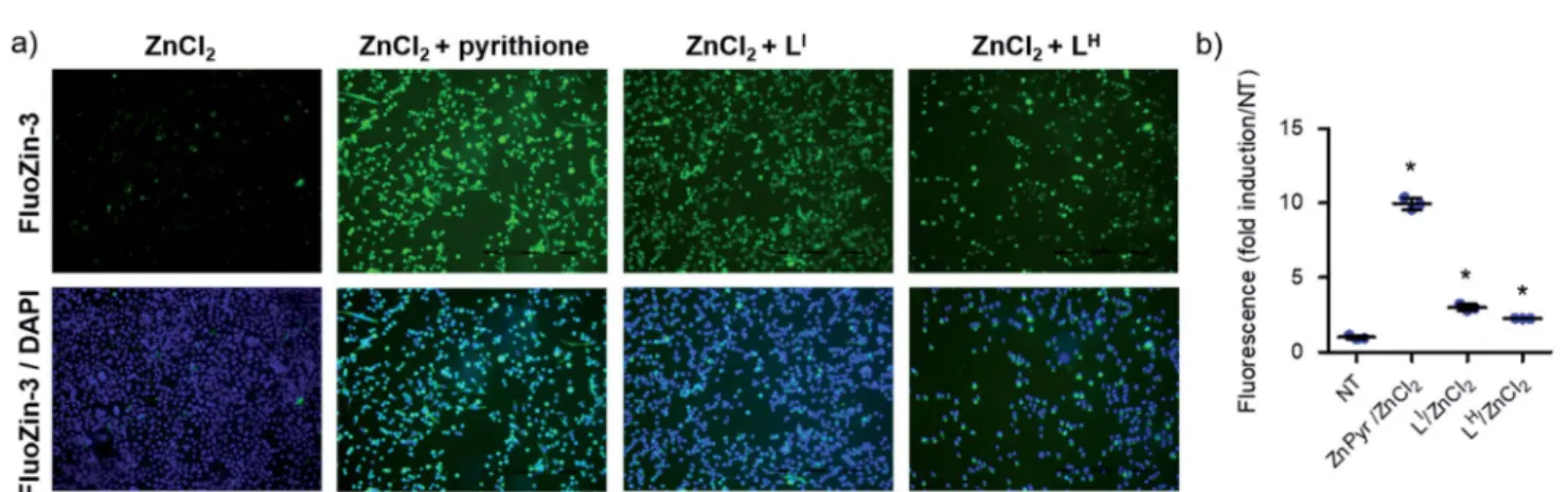 Fig. 6 Treatment of NUGC3 (p53-Y220C) with L I and L H increases intracellular Zn 2+ 