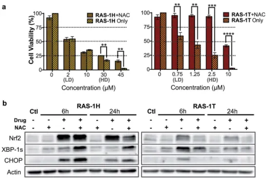 Fig. 4 Di ﬀ erential activation of ROS-independent and ROS-mediated ER stress pathways by RAS-1H and RAS-1T