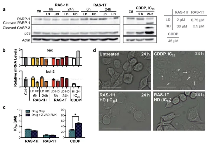 Fig. 5 Complexes RAS-1H and RAS-1T induce non-apoptotic cell death. (a) Western blot analysis of proteins related to the apoptosis pathway and (b) expression levels of pro-apoptotic and anti-apoptotic genes in AGS cells after treatment with RAS-1H, RAS-1T 