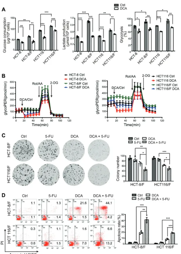 Fig. 1 DCA restores the chemosensitivity of 5-FU-resistant CRC cells by shifting glucose metabolism