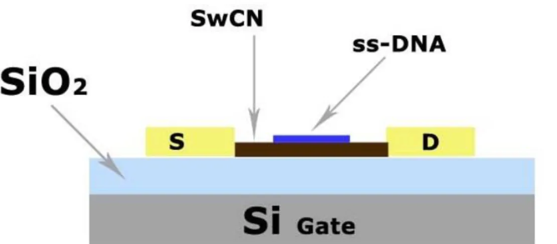 Figure 2.8 - Sensors based on (ss-DNA) and SWNT (FETs). 