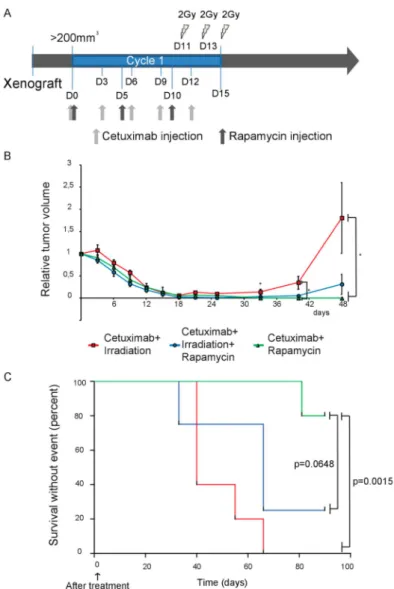 Figure 5. Radiation therapy accelerates tumor relapse of resistant SQ20B xenografts. (A) Treatment schedule of nude mice bearing SQ20B xenografts