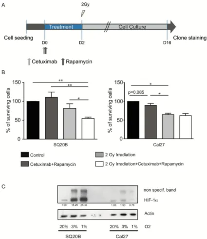 Figure 2. Epidermal Growth Factor Receptor (EGFR)/mTOR axis inhibition sensitizes SQ20B radioresistant cells